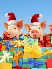 Год свиньи 2018